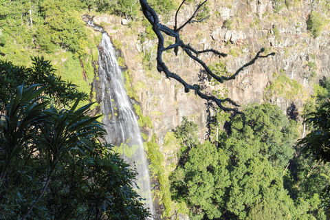 Morans Falls Track, Lamington National Park - Tourism Cairns 0