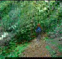 Mount Cougal Springbrook National Park - Tourism Cairns