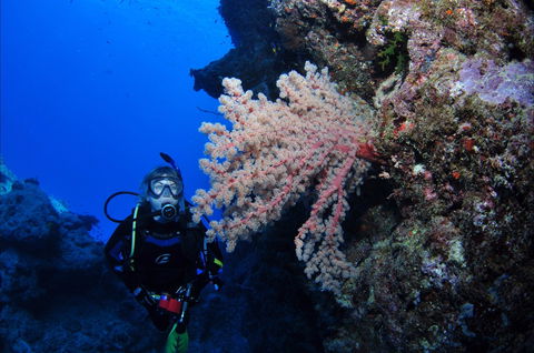 Norman Reef Dive Site - Tourism Cairns 1