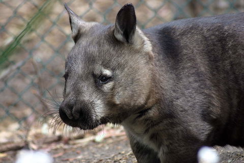 Peel Zoo - Tourism Cairns 0