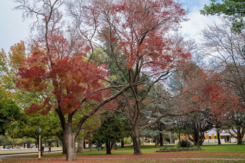 Queanbeyan Central Park - Tourism Cairns 1