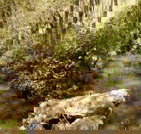 Sandy Creek Track - Tourism Cairns