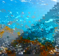 Snorkelling McKenzies Beach - Tourism Cairns