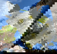 Tasmania Birchs Bay Cherries - Tourism Cairns