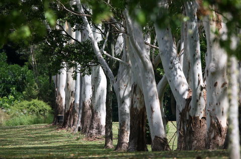 Teven Valley Golf Course - Tourism Cairns 1