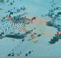 The Pines Dive Site - Tourism Cairns