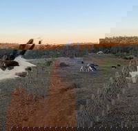 The Llama Farm - Tourism Cairns