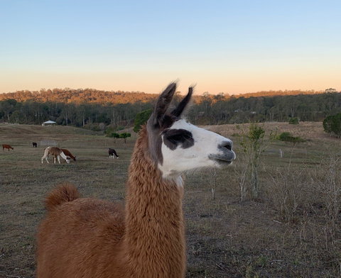 The Llama Farm - Tourism Cairns 0