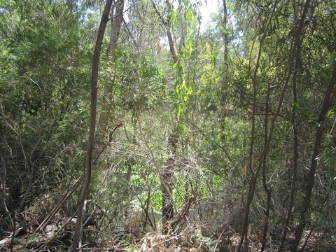 Wangaratta Common Nature Conservation Reserve - Tourism Cairns 0