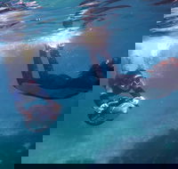 Small-Group Underwater Scooter Experience in Clovelly - Tourism Cairns