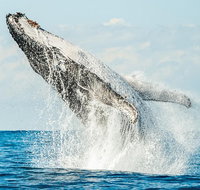 Premier Whale Watching Byron Bay