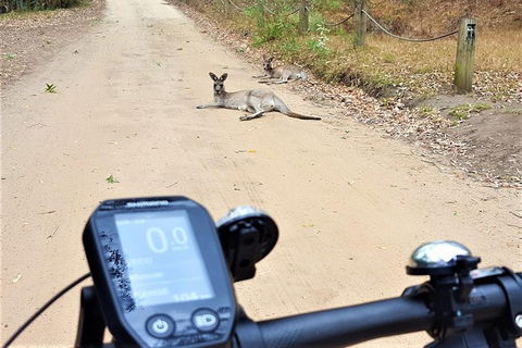 Blue Labyrinth Tour: Sydney Blue Mountains By E-Bike - Tourism Cairns 4