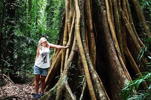 Rainforest & Waterfall Experience - Tourism Cairns 3