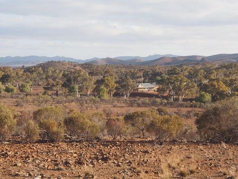 Blinman Belt And Buckle Maker Outback Studio/gallery - Tourism Cairns 1