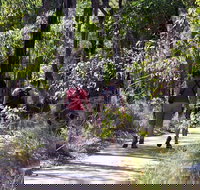 Forest Path Crooked Brook - Tourism Cairns