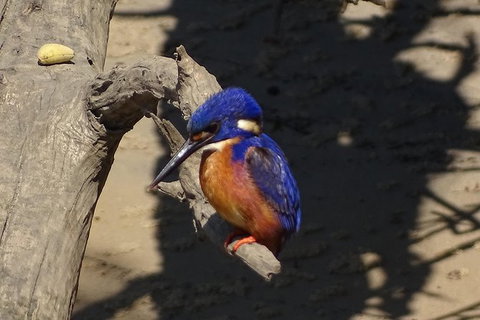 Byron Bay Sunset Rainforest Eco-Cruise - Tourism Cairns 3