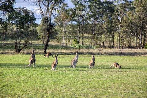 Private Full-Day Wine Tour In Hunter Valley - Tourism Cairns 2