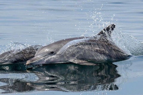 Julian Rocks Byron Bay Cruise - Tourism Cairns 1