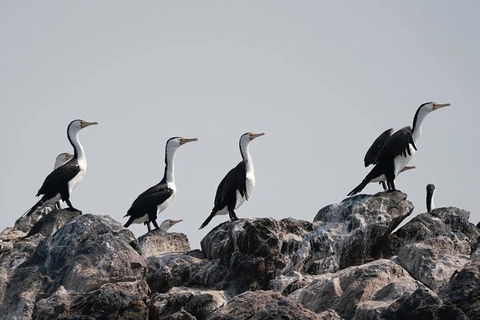 Julian Rocks Byron Bay Cruise - Tourism Cairns 10