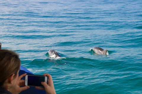 Julian Rocks Byron Bay Cruise - Tourism Cairns 9