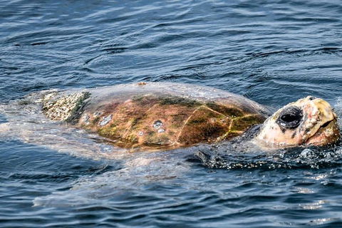 Julian Rocks Byron Bay Cruise - Tourism Cairns 16