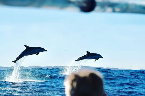 Julian Rocks Byron Bay Cruise - Tourism Cairns 18