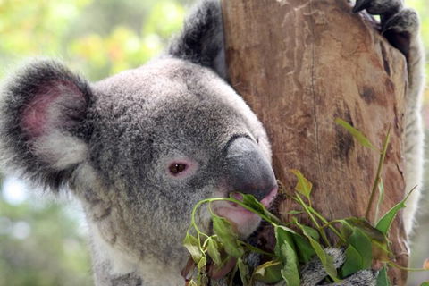 Private 10-hour Tour To Blue Mountains From Sydney - Hotel Pick Up & Drop Off - Tourism Cairns 2