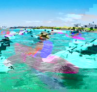 Half Day Dolphin Kayaking and Snorkeling Tour - Tourism Cairns