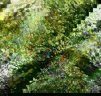 Gold Coast Lamington National Park and Tamborine Mountain 4WD Ecotour - Tourism Cairns