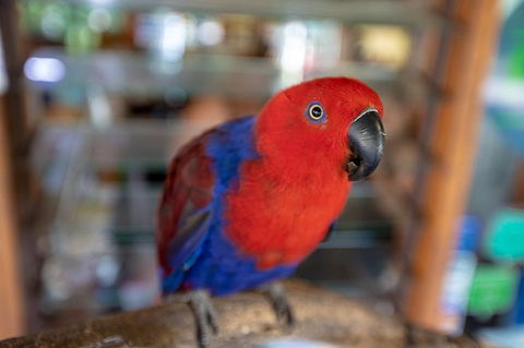 Daintree Rainforest, Cape Tribulation And Bloomfield Track Small Group Tour - Tourism Cairns 14