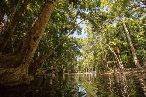 Daintree Rainforest, Cape Tribulation And Bloomfield Track Small Group Tour - Tourism Cairns 7