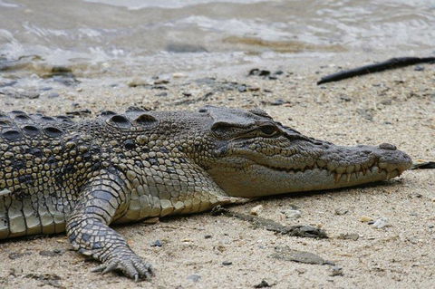 Daintree Rainforest, Cape Tribulation And Bloomfield Track Small Group Tour - Tourism Cairns 8