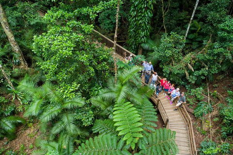Daintree Rainforest, Cape Tribulation And Bloomfield Track Small Group Tour - Tourism Cairns 0