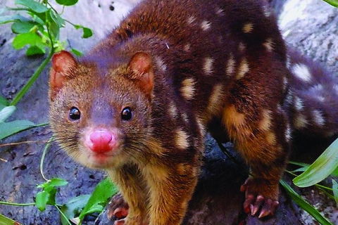 Hartley\'s Crocodile Adventures Entry Ticket And Breakfast With The Koalas - Tourism Cairns 6