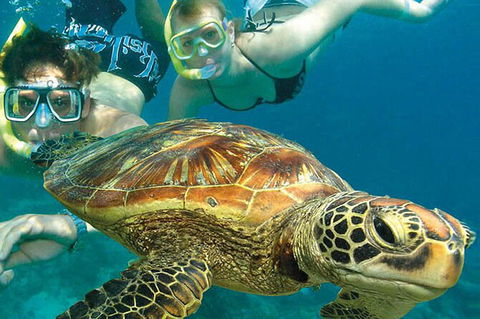 4-Day Cairns With Great Barrier Reef And Daintree Rainforest - Tourism Cairns 4