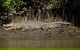 4-Day Cairns With Great Barrier Reef And Daintree Rainforest - thumb 6