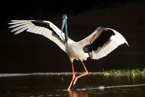 Daintree River - Private Photography Cruise - Tourism Cairns 0