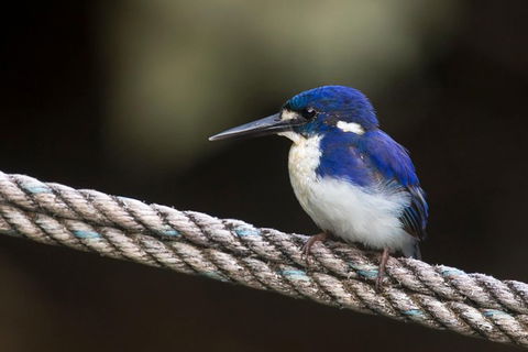 Daintree River - Private Photography Cruise - Tourism Cairns 1