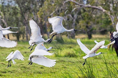 Reef, Wildlife & Rainforest - Reef & Beyond Guided Holidays - Tourism Cairns 1