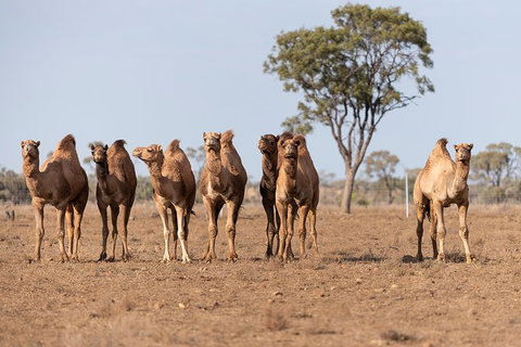 Nogo Station Experience - Tourism Cairns 3