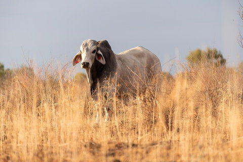 Nogo Station Experience - Tourism Cairns 4