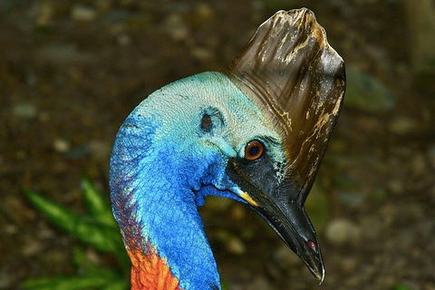 Daintree And Cape Tribulation Full Day Guided Tour - Tourism Cairns 3