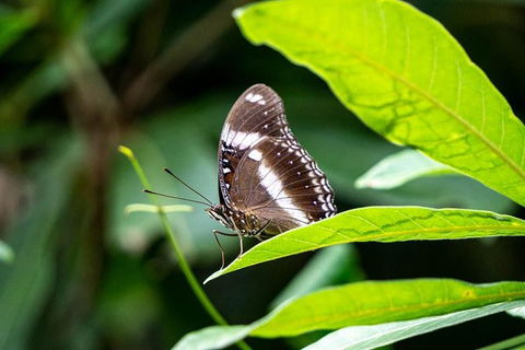 Daintree And Cape Tribulation Full Day Guided Tour - Tourism Cairns 6
