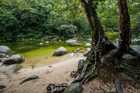 Daintree And Cape Tribulation Full Day Guided Tour - Tourism Cairns 5