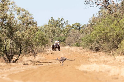 Cobb And Co Stagecoach Experience - Tourism Cairns 5