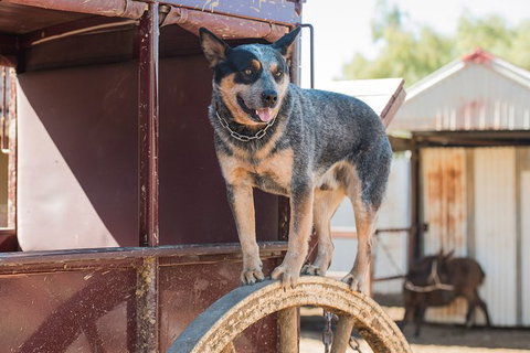 Cobb And Co Stagecoach Experience - Tourism Cairns 3