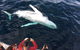 PRIVATE Whale Watching Tour - Up To 11 People In Your Group - thumb 1