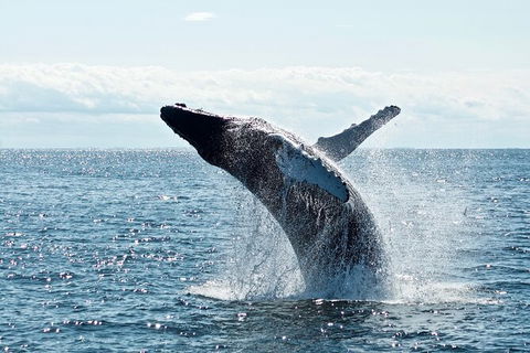 PRIVATE Whale Watching Tour - Up To 11 People In Your Group - Tourism Cairns 0