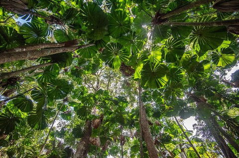5 Day Australia Retreat: Queensland Daintree - Tourism Cairns 4