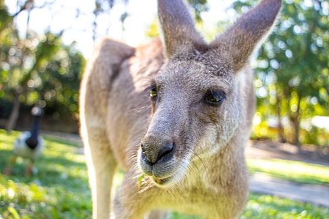 Virtual Interactive Australian Wildlife Tour With Private Guide-Wildlife Habitat - Tourism Cairns 6